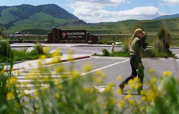 A Yellowstone trip that ended with a man being arrested for kicking a bison