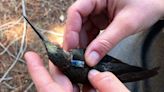 Researchers solve 200-year mystery by putting mini backpacks on birds