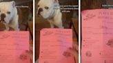 Proud dog mom shares her pup’s stellar report cards from doggie daycare