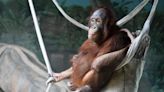 Erie Zoo orangutan Otis recovered, back on exhibit with mom, Dasa, after stomach discomfort