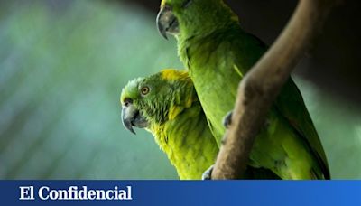 Ecologistas vs. magnate de los loros: la otra polémica de la que se habla en Canarias