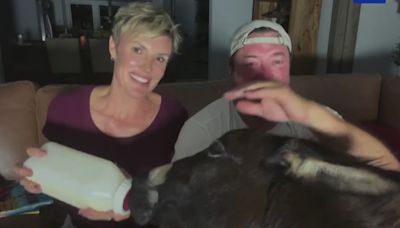 Hurricane Milton: Florida farm owners keep baby donkey safe