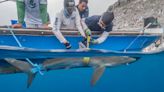 Silky Shark Swims Record-Breaking Migration Route Of Over 27,000 Kilometers