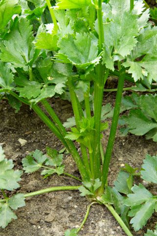 How to Plant and Grow Celery—Tips That Promise a Successful Harvest