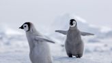 Around 10,000 penguin chicks died when the Antarctic ice they lived on melted — they were still too young to survive in the icy water