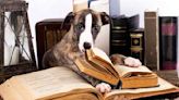 Letters to the Editor: Wisconsin library to accept animal photos in lieu of fines for damaged books