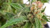 Missouri revokes 9 social-equity cannabis business licenses for out-of-state companies - St. Louis Business Journal