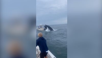 Watch: Moment whale capsizes fishing boat off New Hampshire