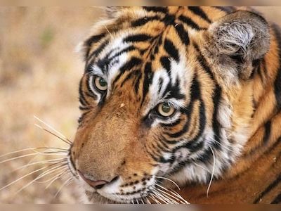 Tigress gives birth to three cubs, including rare white one, in Gwalior zoo - CNBC TV18