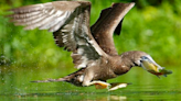 Rare Brown Booby bird sighting in southern Indiana ruffles feathers at state park