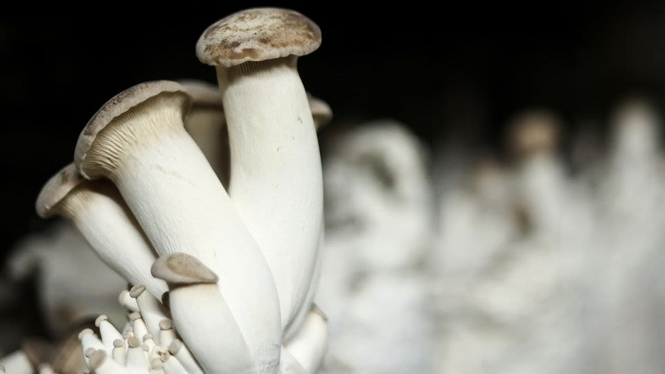 Robot controlled by a king oyster mushroom blends living organisms and machines