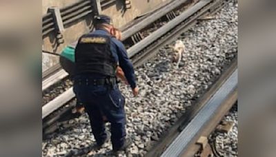 Salvan a perrito de electrocutarse en Metro de CDMX; así fue el rescate en la Línea 3