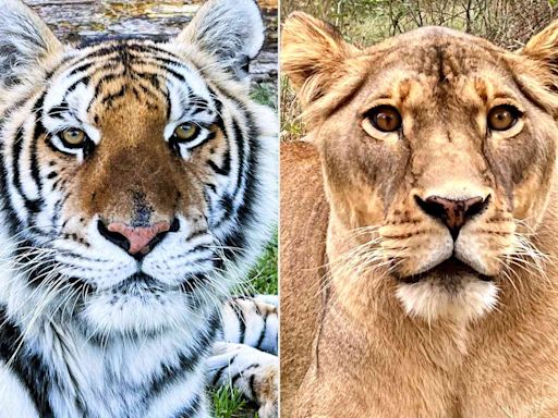 Kangaroos, Tigers and Other Animals Are Thriving 5 Years After Being Rescued from Uncredited Canada Zoo