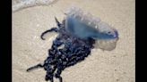 Four children among tourists stung by Portuguese man-o-wars on NC beach, rescuers say