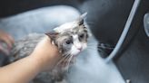 Bathtub Full of Ragdoll Kittens Getting Their First Wash Are Shockingly Calm