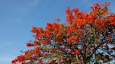 El árbol originario de Madagascar que da sombra, tiene hermosas flores y no levanta tu banqueta