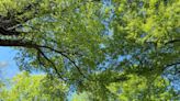 Greenville County releases new tree canopy study, promises to protect natural resources