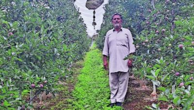 Himachal Pradesh apple growers shift to high-density planting, opt for Italian varieties