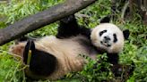 First giant pandas sent from China in decades unveiled at San Diego Zoo. Newsom declares California Panda Day