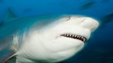 Shark attacks and seriously injures British tourist in the Caribbean as friends "fight off" the predator