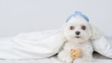 Simple Video of Maltese Carrying Her Toys Is So Full of Joy