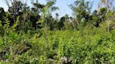 Las plantas invasoras y el cambio climático degradan este parque de Coral Gables. Pronto llegará ayuda