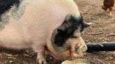 600-pound pig safely rehomed in Malott