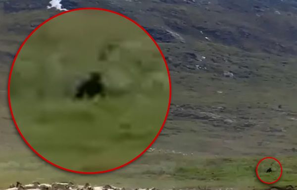 Bigfoot Purportedly Spotted in Resurfaced Documentary Clip, Running Among Caribou