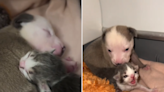 Kitten and puppy who were runts "rejected by their moms" become inseparable