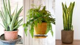 ¿Qué tipo de plantas de interior son las mejores purificadoras de aire?