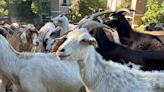 Goat grazing returning to Superior this summer