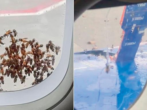 IndiGo flight to Bareilly delayed by bee swarm at Mumbai airport