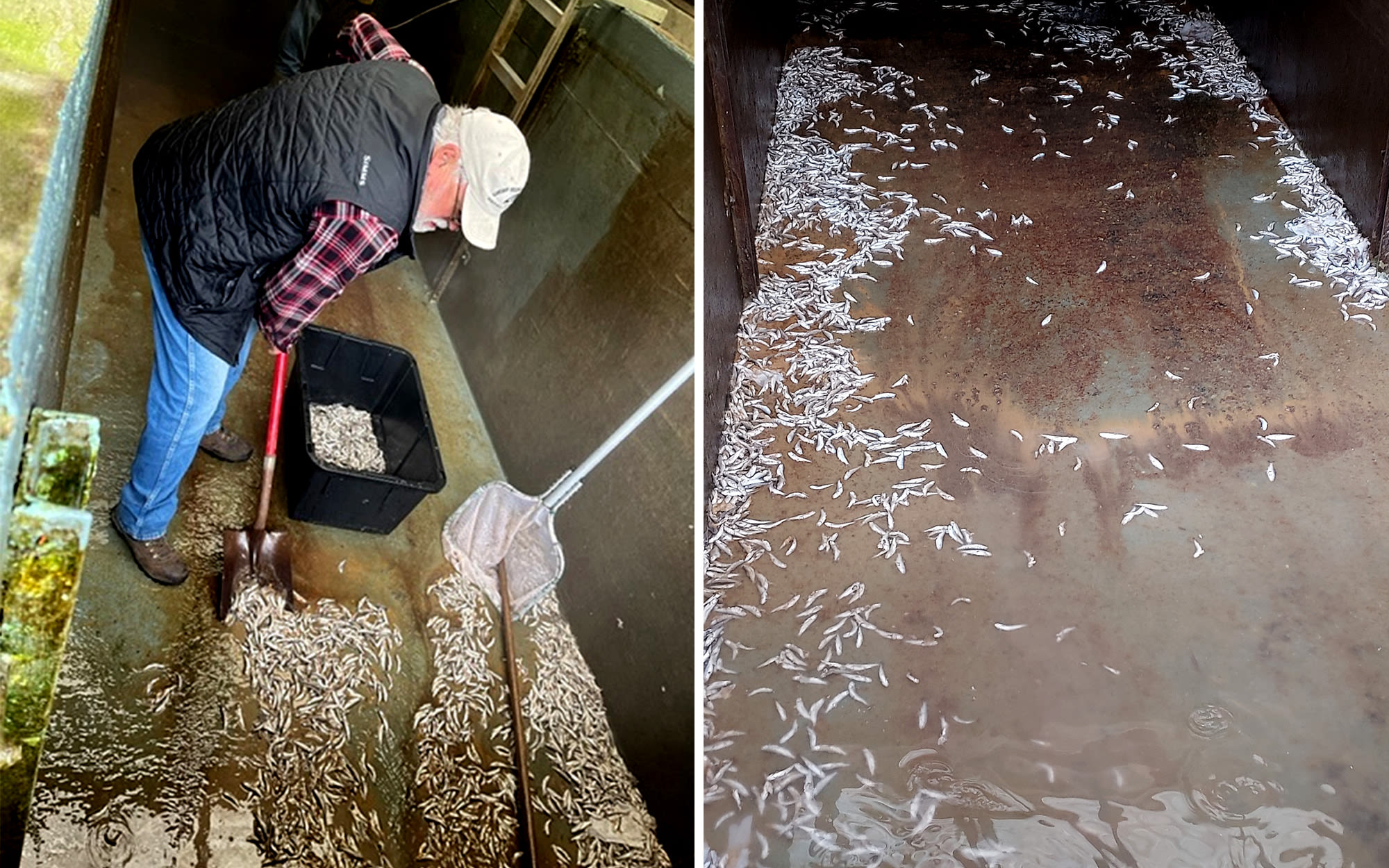 ‘Senseless’ Vandal Poisons Oregon Fish Hatchery, Killing 18,000 Salmon with Liquid Bleach