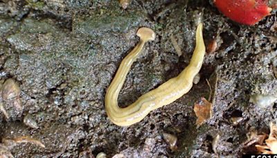 Sightings of invasive, toxic hammerhead flatworm increasing in Ontario