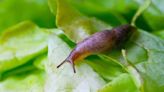 'I'm a gardener and I've found two genius ways to get rid of slugs for good'