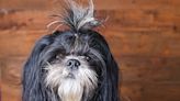 Shih-Tzu's Adorable Groomer Makeover Makes It Look Like She's Going to Coachella