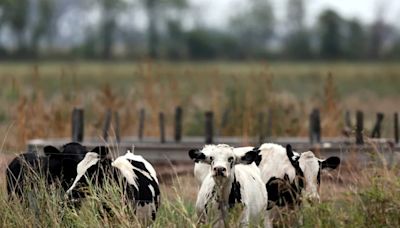 Impuestos por flatulencias de vacas y cerdos, la iniciativa de Dinamarca para cuidar el ambiente
