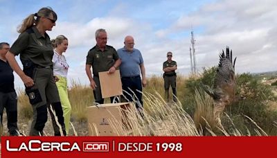 Un ejemplar de águila perdicera regresa a la naturaleza en Albacete tras recuperarse de una fractura de húmero