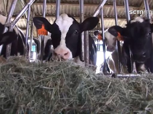 美乳牛染禽流感爆第3起「牛傳人」 農場工人症狀曝光