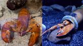 Rare orange lobsters Cheddar and Biscuit settle into new homes after being rescued from Red Lobster