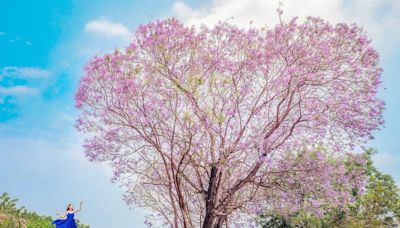 嘉義巨大愛心花樹夢幻爆表！全台最長藍花楹隧道綿延800公尺 - 玩咖Playing - 自由電子報