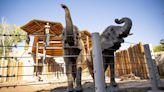 Video: Watch as elephants go bobbing for pumpkins at the San Diego Zoo