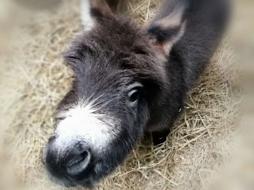 Newborn Miniature Donkey with Cutest Color Pattern Is Stealing Hearts All Over