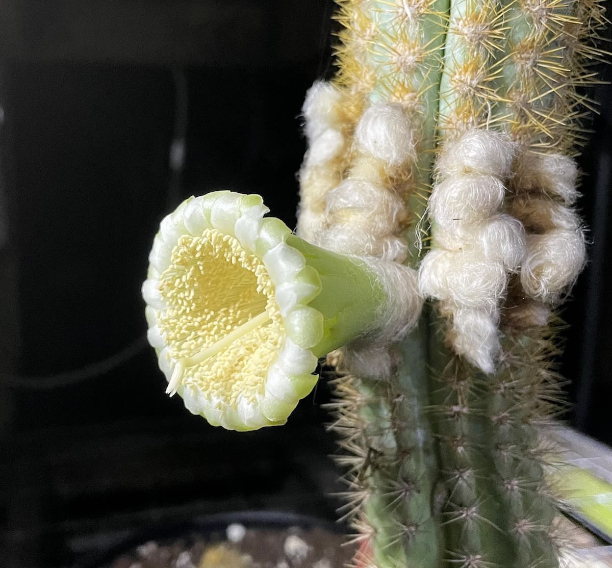 Key Largo Tree Cactus Is First Florida Species to Become Locally Extinct Due to Climate Change - EcoWatch