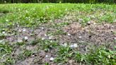 August storms yield hail claims on Prairie crops - AGCanada