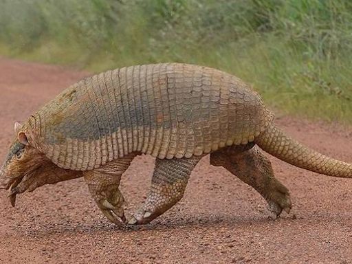 Maior tatu do mundo é flagrado por fotógrafo no Brasil