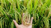 Malaysia boosts Global Seed Vault with 207 rice varieties to protect agricultural biodiversity