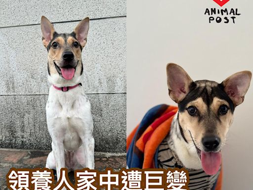 領養人家中遭巨變 急為狗狗尋新家 - 香港動物報 Hong Kong Animal Post