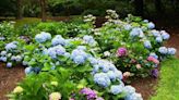 A floral 'reward': Hundreds of blooms in 70+ gardens part of Cape Cod Hydrangea Festival