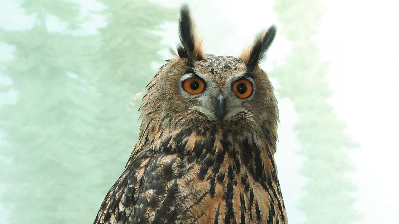 Remains of Flaco, famous NYC owl who escaped his enclosure, donated to science
